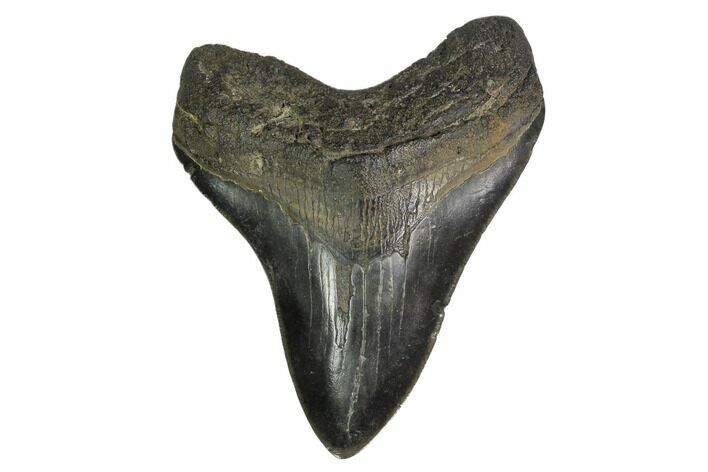 Fossil Megalodon Tooth - South Carolina #160412
